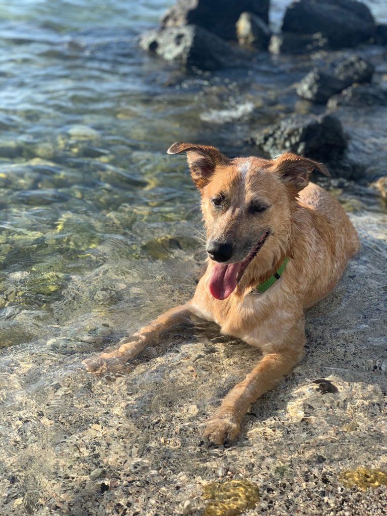 Dog enjoying tourist-free beach